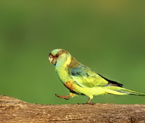 Preview wallpaper parrot, green, bird, wildlife, log