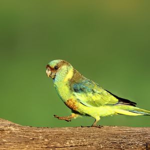 Preview wallpaper parrot, green, bird, wildlife, log