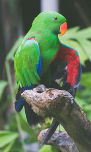 Preview wallpaper parrot, green, birds, color