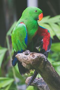 Preview wallpaper parrot, green, birds, color