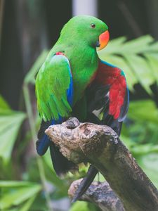 Preview wallpaper parrot, green, birds, color