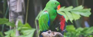 Preview wallpaper parrot, green, birds, color