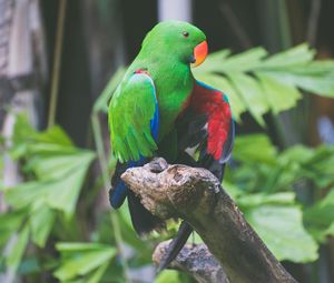 Preview wallpaper parrot, green, birds, color