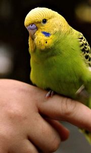 Preview wallpaper parrot, hands, bird