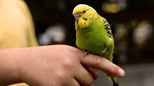 Preview wallpaper parrot, hands, bird