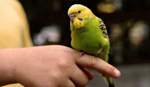 Preview wallpaper parrot, hands, bird