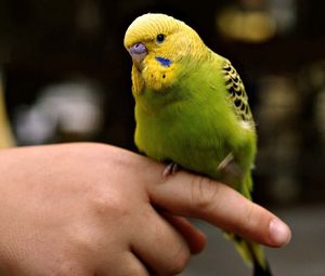 Preview wallpaper parrot, hands, bird