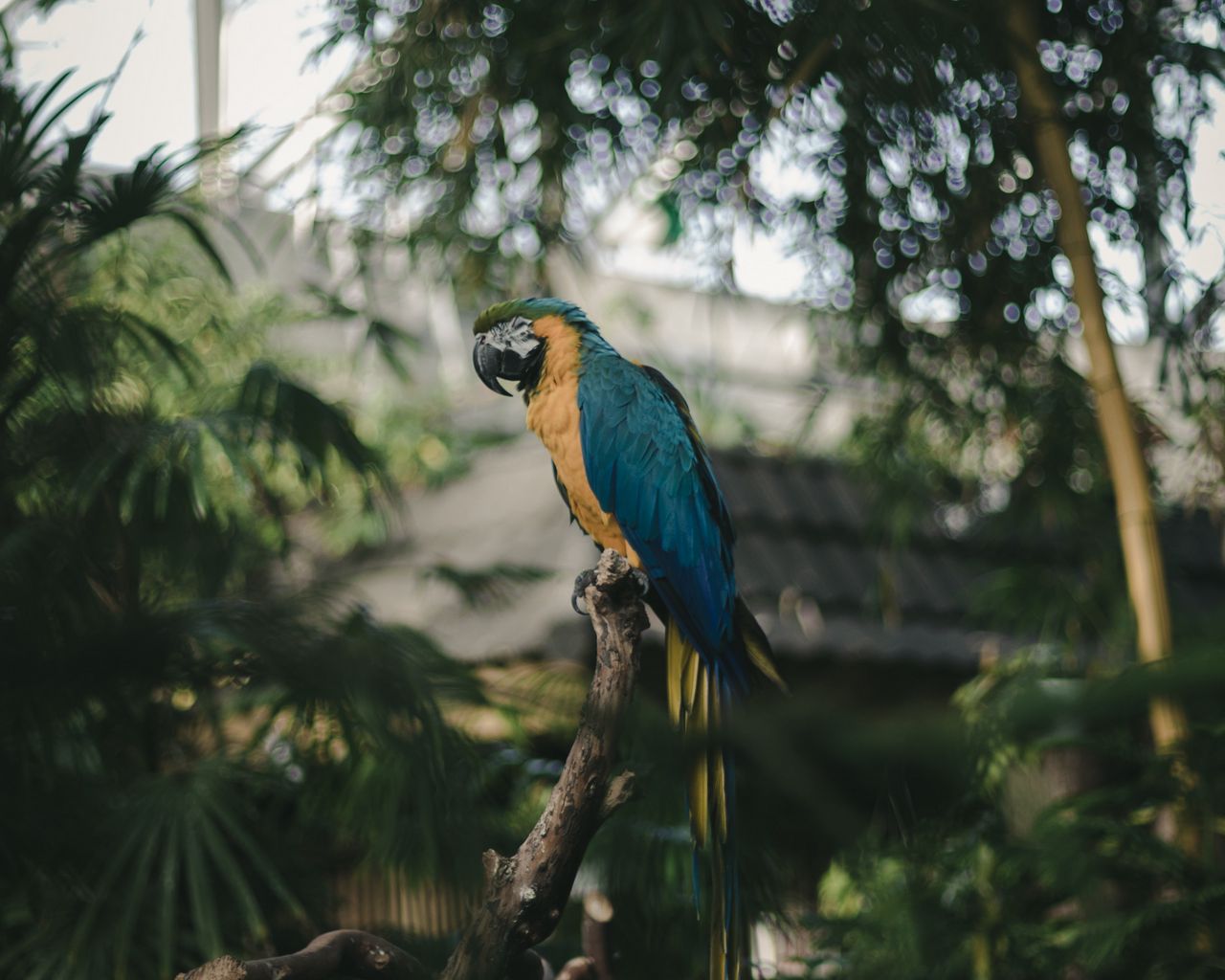 Download wallpaper 1280x1024 parrot, macaw, jungle, palm, bird, color