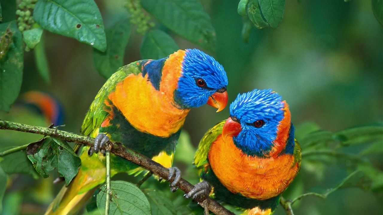Wallpaper parrot, love, branch