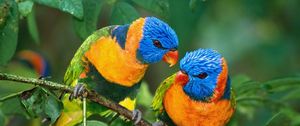Preview wallpaper parrot, love, branch