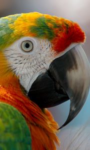 Preview wallpaper parrot, macaw, beak, bird