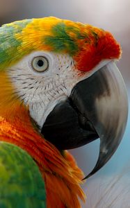 Preview wallpaper parrot, macaw, beak, bird