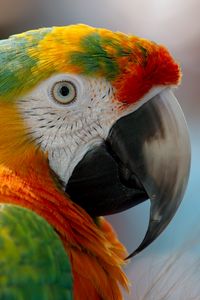 Preview wallpaper parrot, macaw, beak, bird