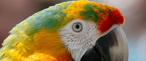 Preview wallpaper parrot, macaw, beak, bird
