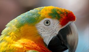 Preview wallpaper parrot, macaw, beak, bird