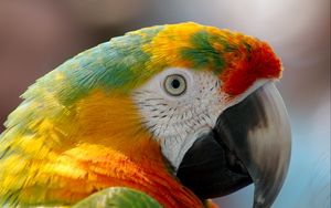Preview wallpaper parrot, macaw, beak, bird