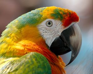 Preview wallpaper parrot, macaw, beak, bird