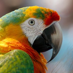 Preview wallpaper parrot, macaw, beak, bird