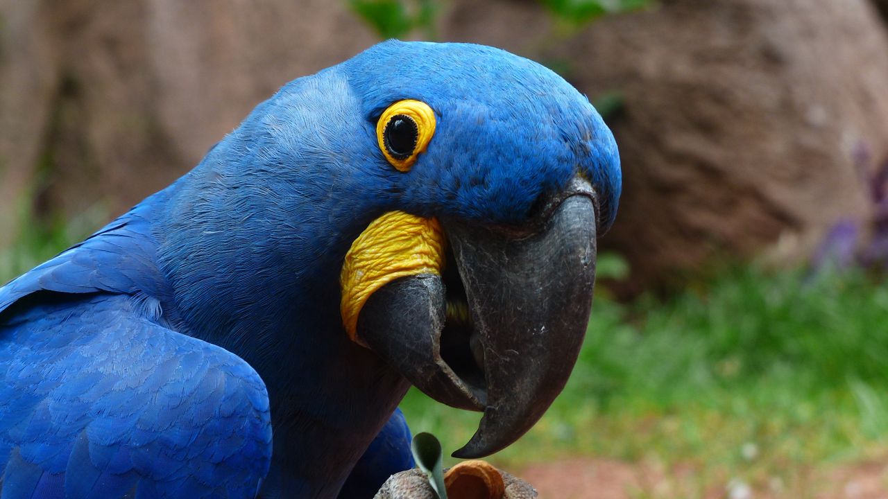 Wallpaper parrot, macaw, bird, beak