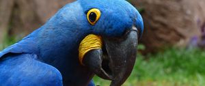 Preview wallpaper parrot, macaw, bird, beak