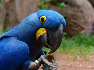 Preview wallpaper parrot, macaw, bird, beak