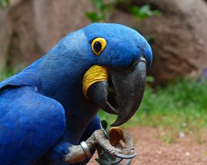 Preview wallpaper parrot, macaw, bird, beak