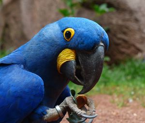 Preview wallpaper parrot, macaw, bird, beak