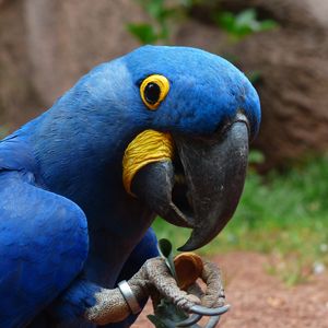 Preview wallpaper parrot, macaw, bird, beak