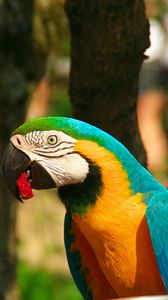 Preview wallpaper parrot, macaw, bird, beak