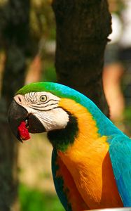 Preview wallpaper parrot, macaw, bird, beak