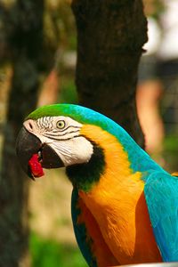 Preview wallpaper parrot, macaw, bird, beak