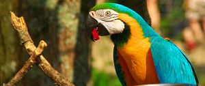 Preview wallpaper parrot, macaw, bird, beak