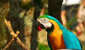 Preview wallpaper parrot, macaw, bird, beak