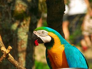 Preview wallpaper parrot, macaw, bird, beak