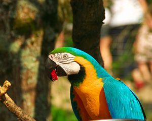 Preview wallpaper parrot, macaw, bird, beak