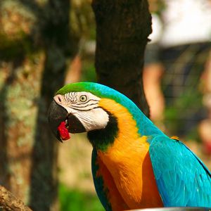 Preview wallpaper parrot, macaw, bird, beak
