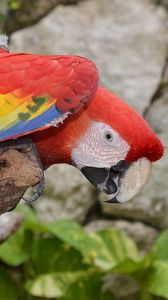 Preview wallpaper parrot, macaw, bird, colorful