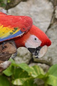 Preview wallpaper parrot, macaw, bird, colorful