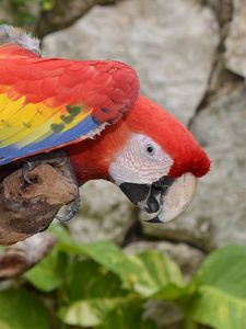 Preview wallpaper parrot, macaw, bird, colorful