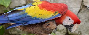 Preview wallpaper parrot, macaw, bird, colorful