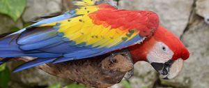 Preview wallpaper parrot, macaw, bird, colorful