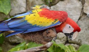 Preview wallpaper parrot, macaw, bird, colorful