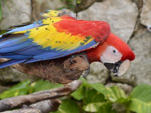 Preview wallpaper parrot, macaw, bird, colorful