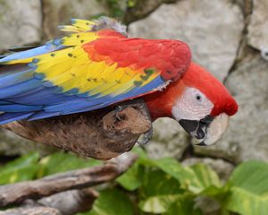 Preview wallpaper parrot, macaw, bird, colorful