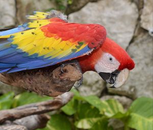 Preview wallpaper parrot, macaw, bird, colorful