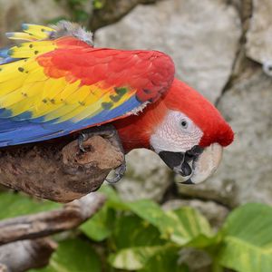 Preview wallpaper parrot, macaw, bird, colorful