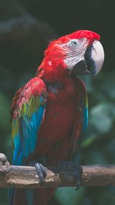 Preview wallpaper parrot, macaw, bird, colorful