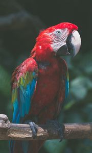 Preview wallpaper parrot, macaw, bird, colorful