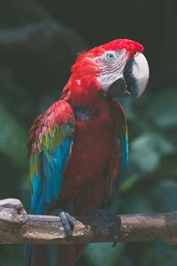 Preview wallpaper parrot, macaw, bird, colorful