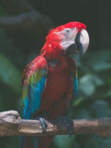 Preview wallpaper parrot, macaw, bird, colorful